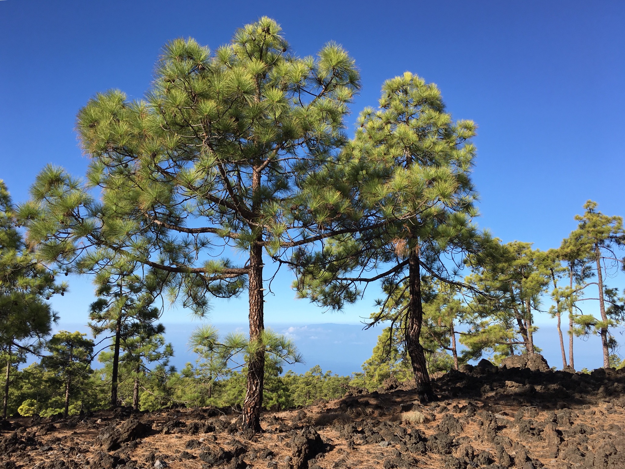 Teide ll