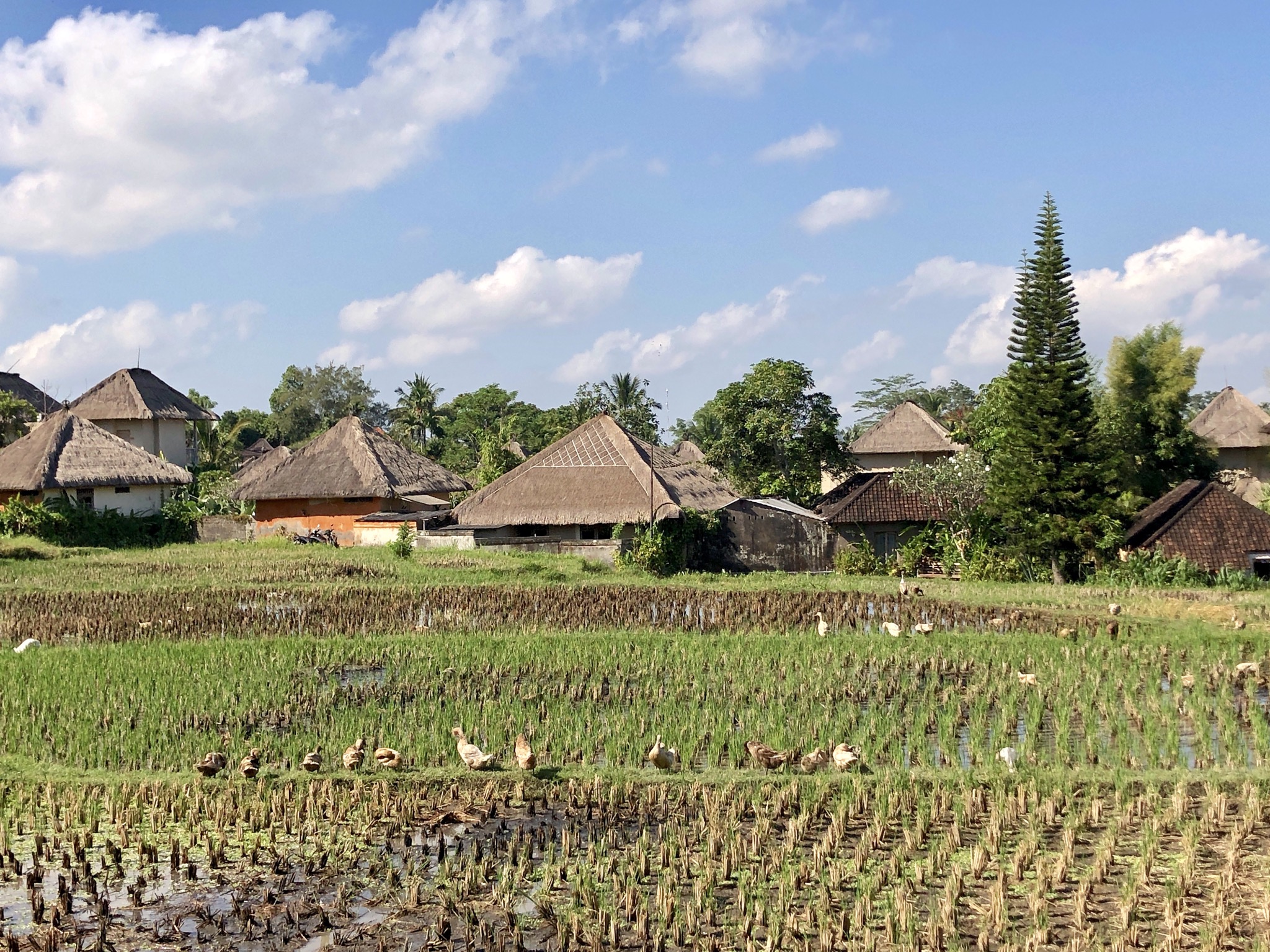 Ubud – Gili Trawangan