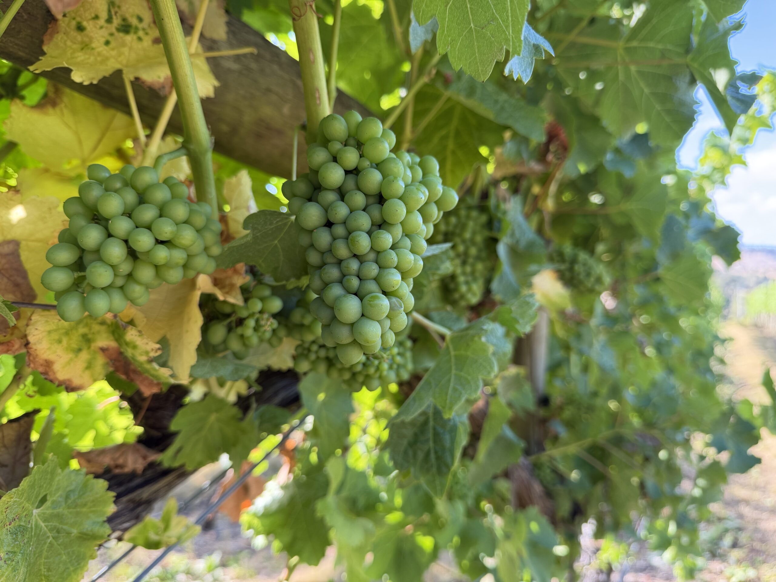 Tamar Ridge in Grindelwald