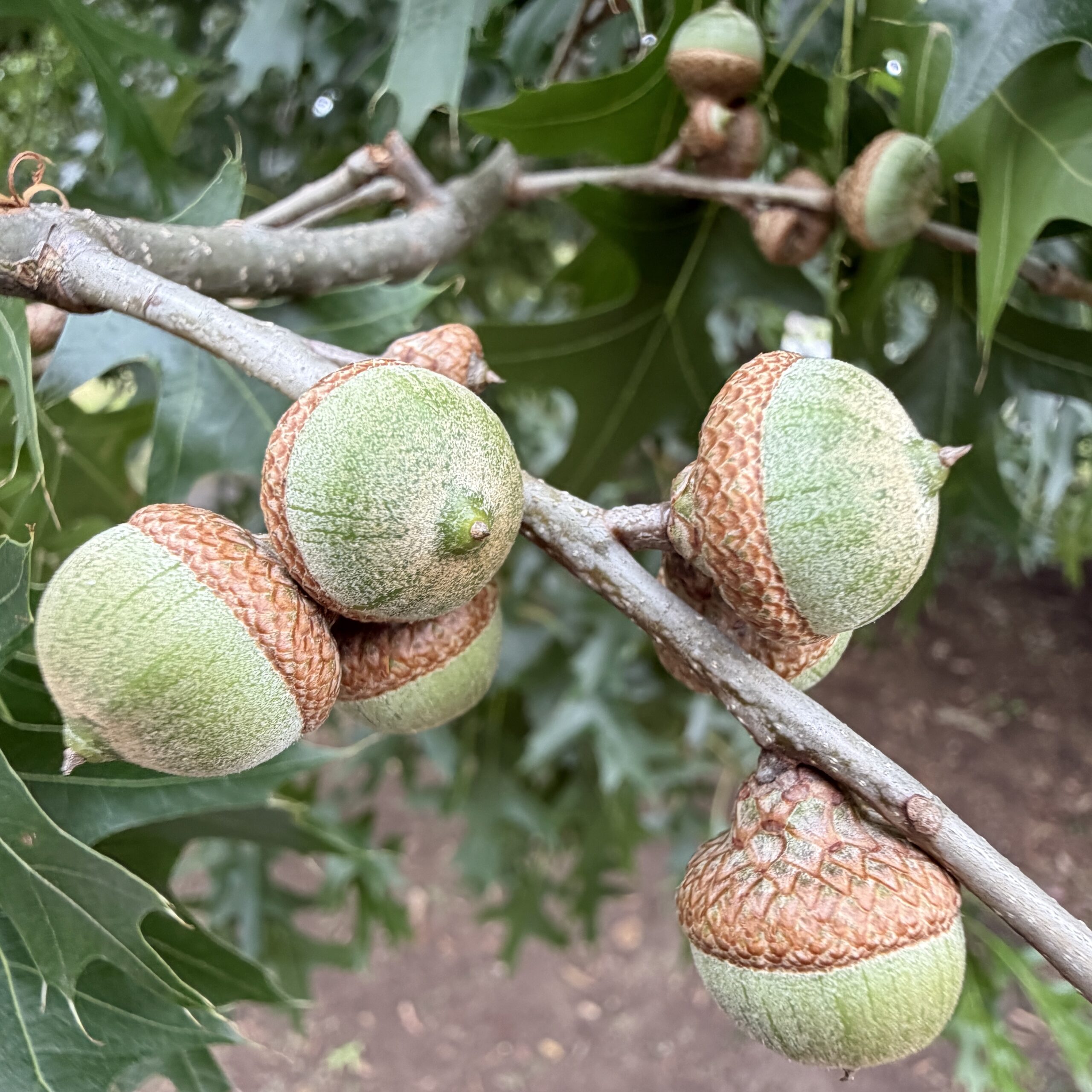 Mount Martha – Lakes Entrance