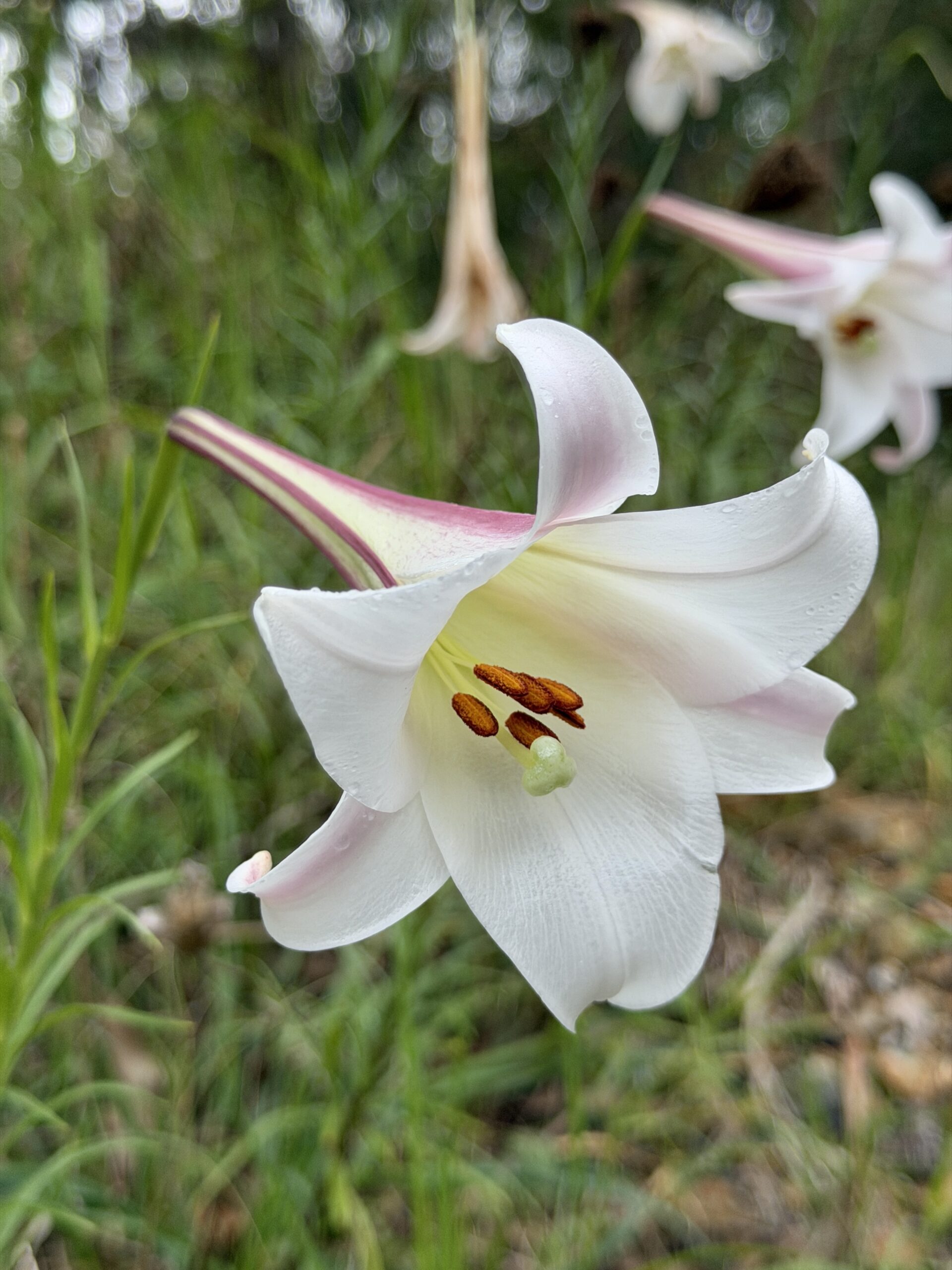 Lakes Entrance – Snowy River National Park – Narooma