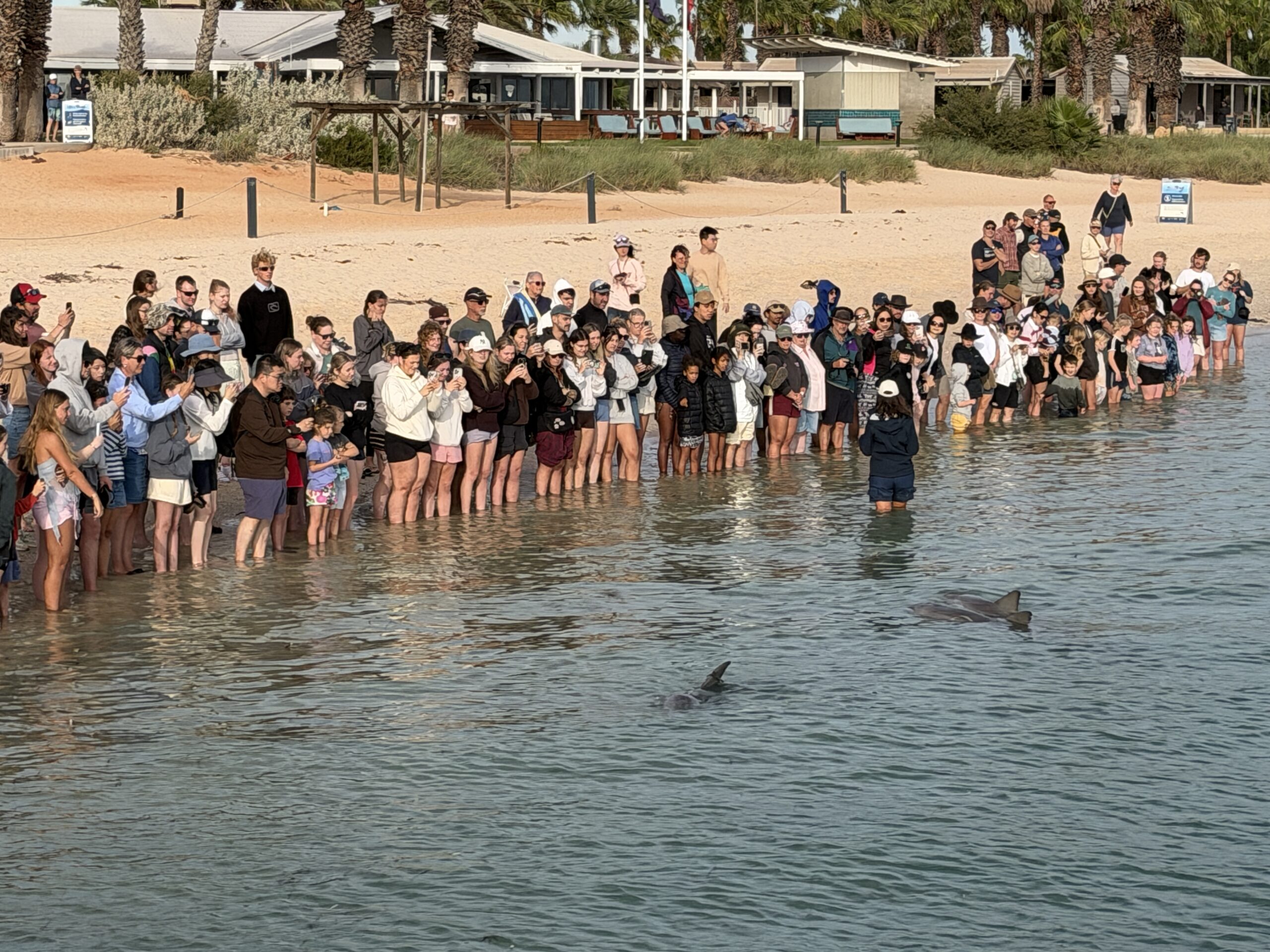 Monkey Mia – Carnarvon